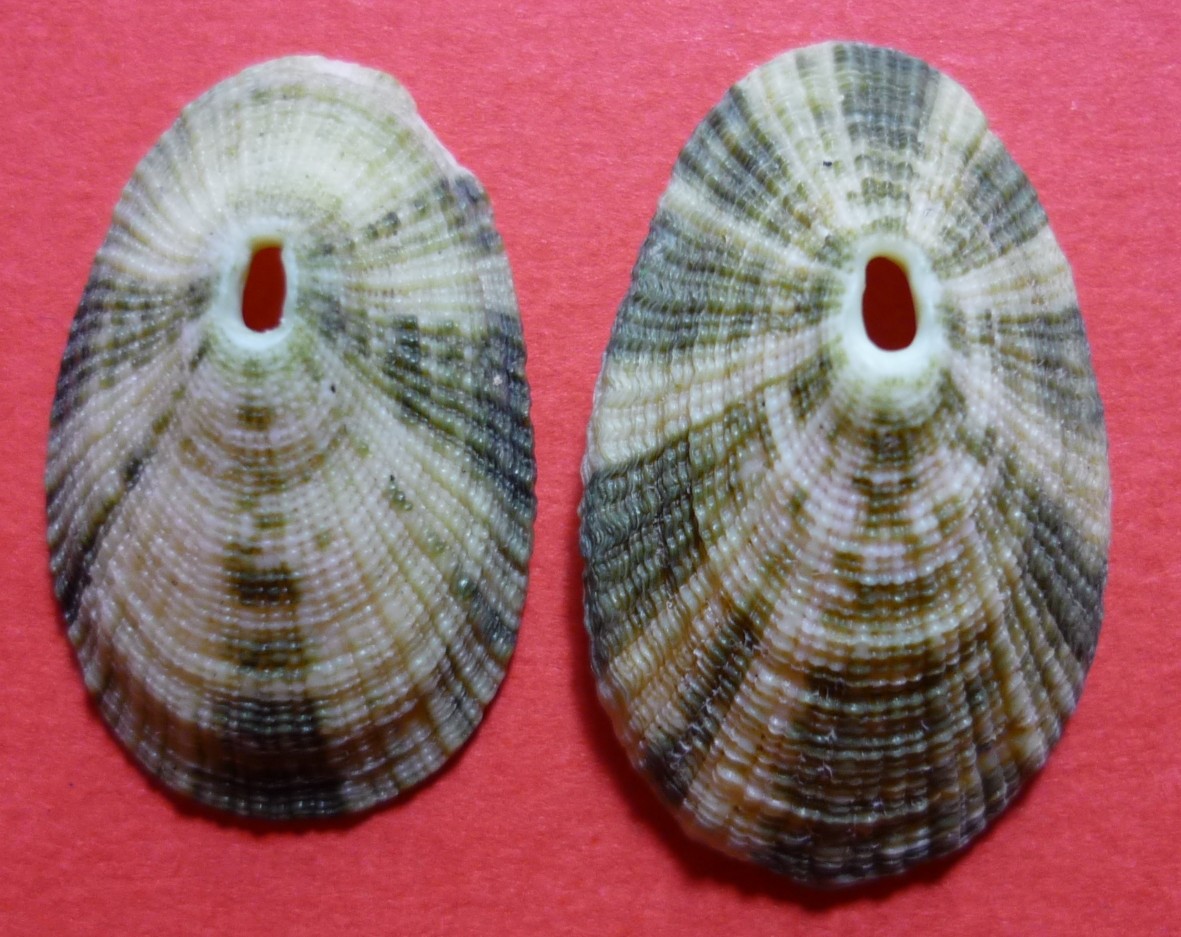 Diodora italica